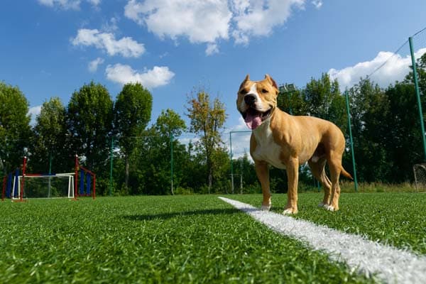 Pit bull home insurance dog policy small