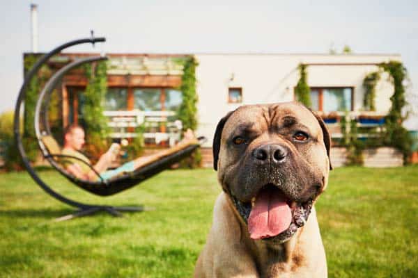Homeowners Insurance and Dogs