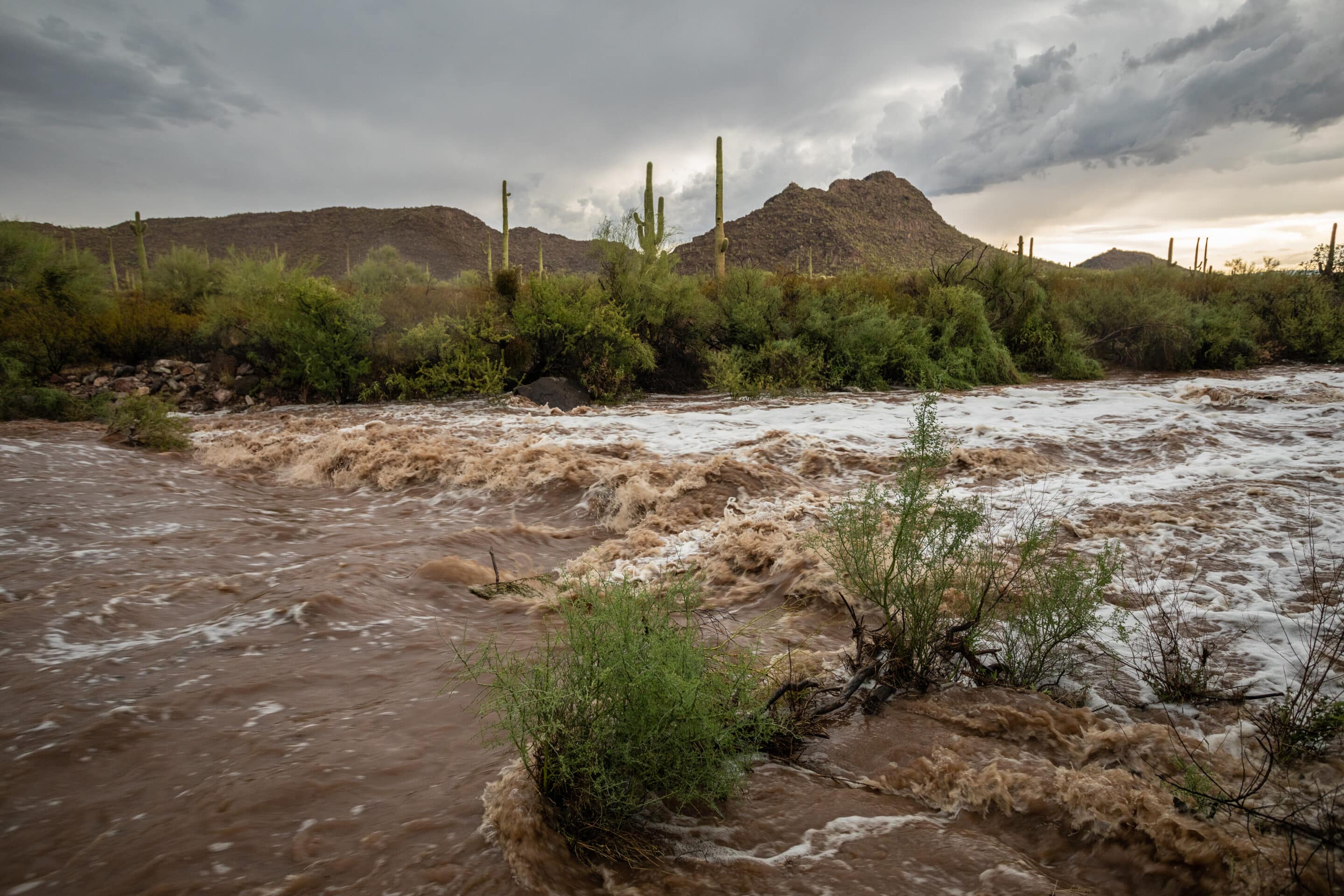Flash flood in an Arizona desert wash surrounded by saguaro cacti.