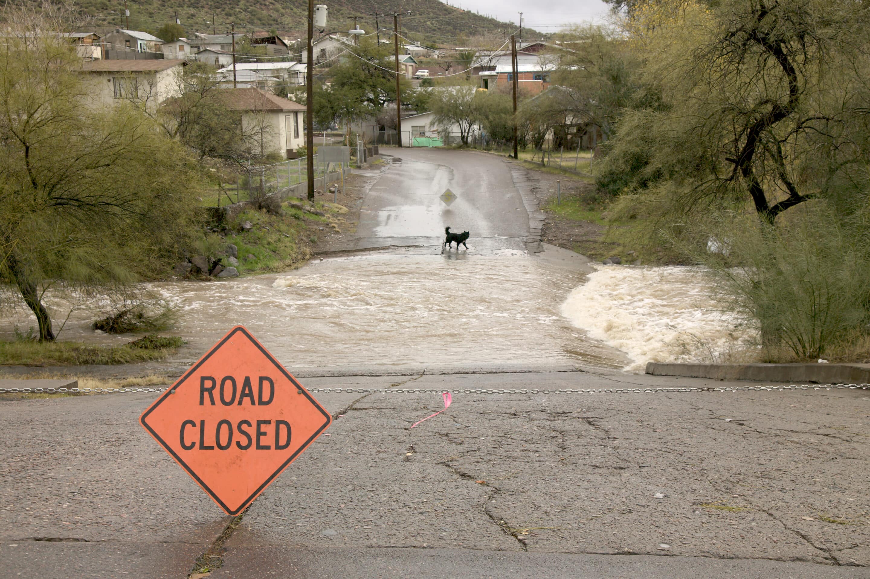 Flooded Arizona road with road closed sign and dog standing near floodwater.