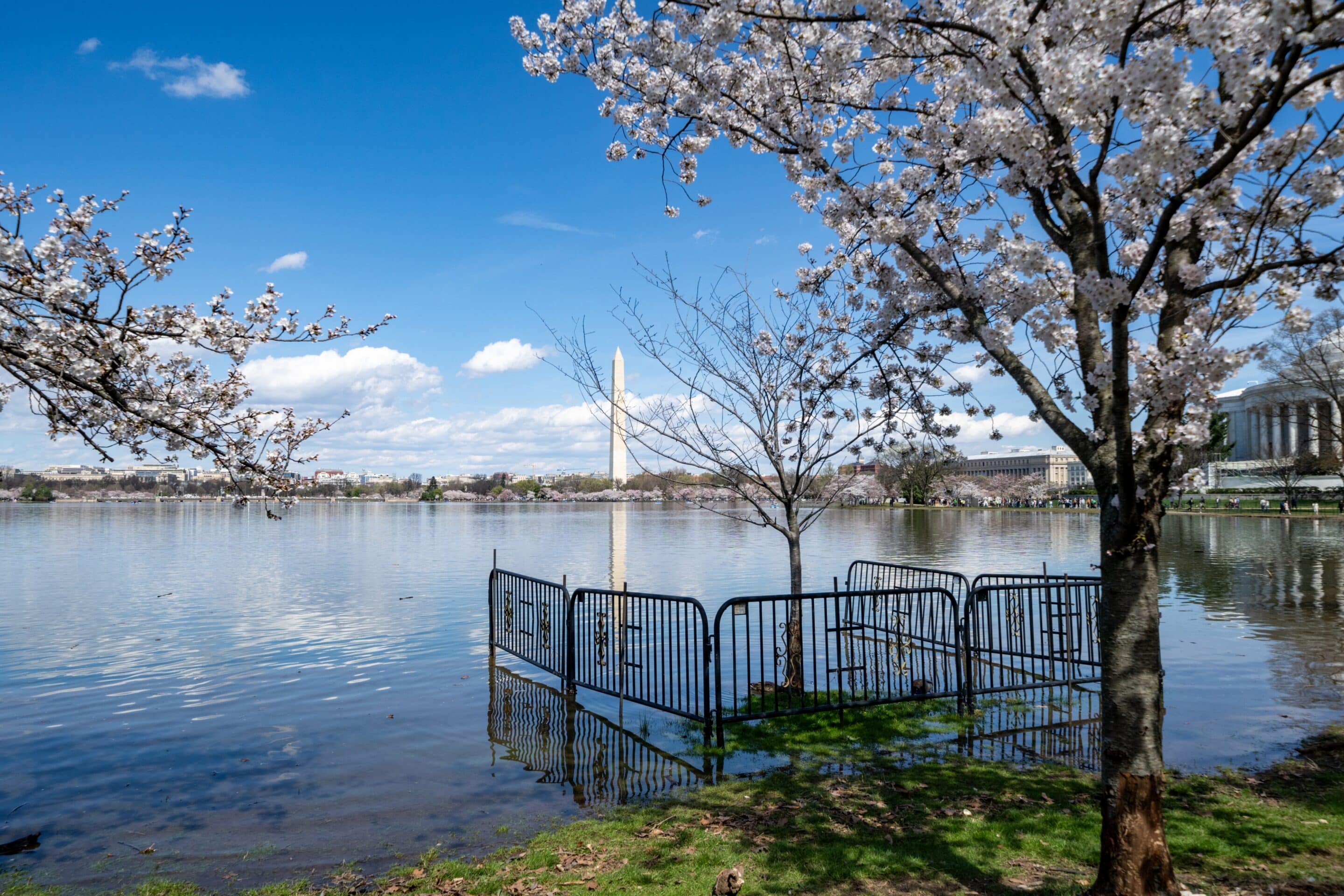 Floodwaters rise around cherry blossoms and the Tidal Basin with the Washington Monument in the background.